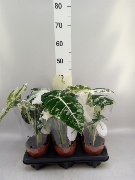 <h4>Alocasia   ...</h4>