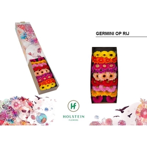 Germini Mix op Rij Doos