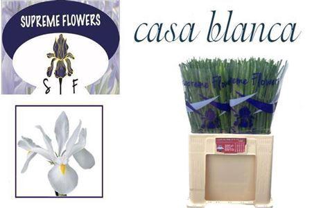 <h4>Iris Casablanca</h4>