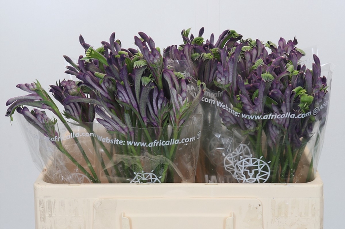 <h4>Anigozanthos Overig</h4>