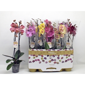 PHAL GEM