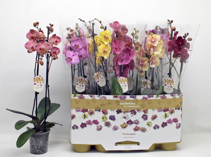 PHAL GEM