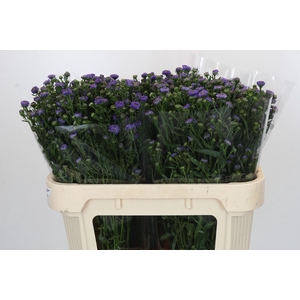 Aster Baby Blue