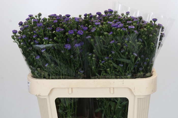<h4>Aster Baby Blue</h4>