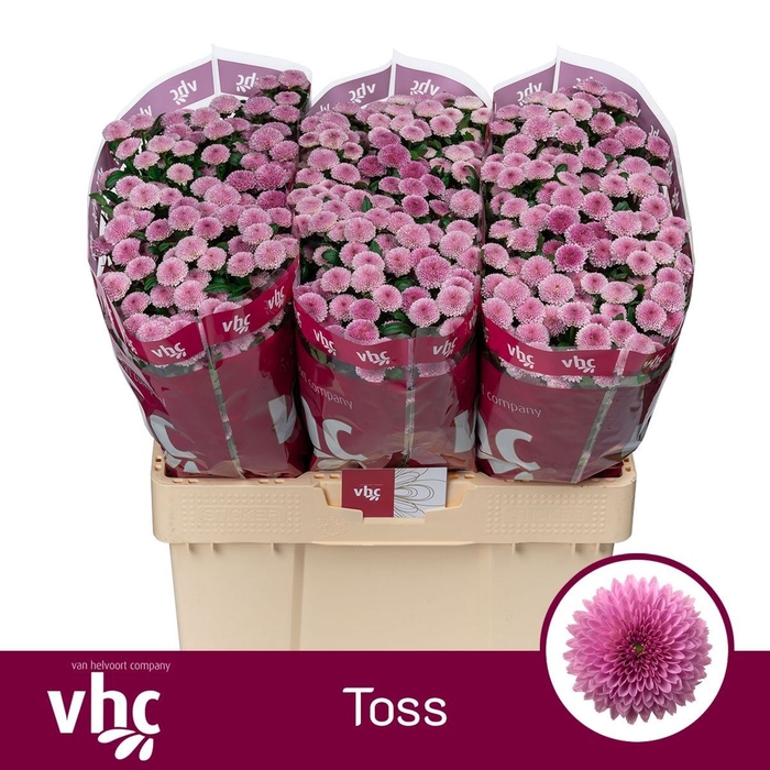 <h4>Chr San AAA Toss</h4>