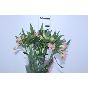 ALSTROEMERIA CHERISH 080 CM