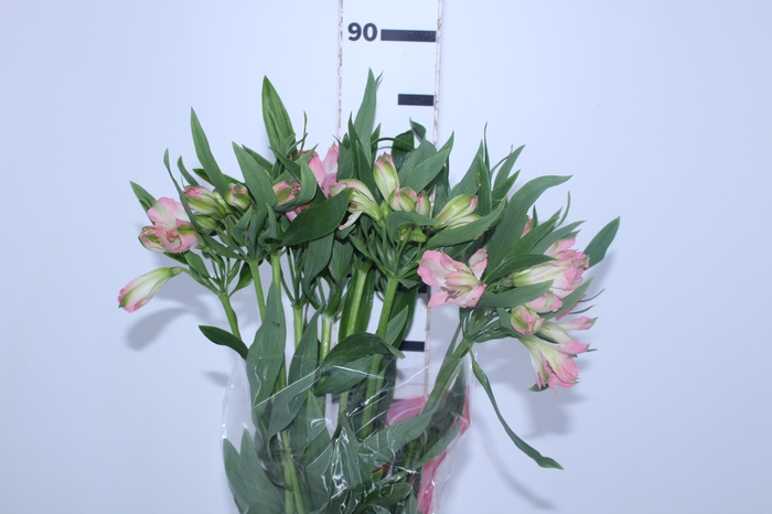 ALSTROEMERIA CHERISH 080 CM