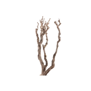 Syringa Branch Extra Clementi