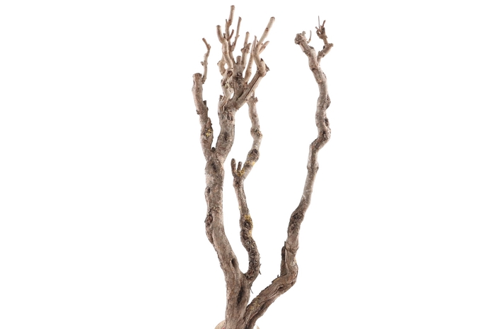 <h4>Syringa Branch Extra Clementi</h4>