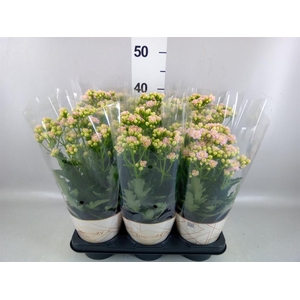 Kalanchoe  'MoreFlow Sunny Pink'