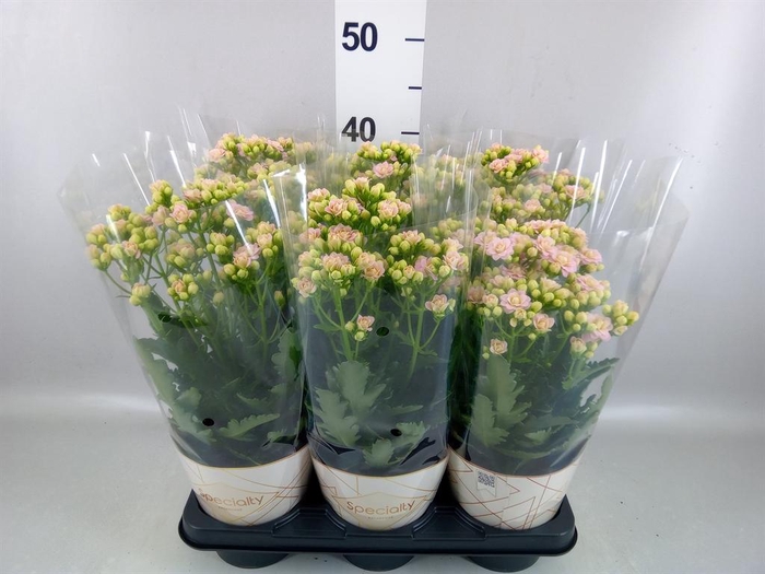 <h4>Kalanchoe  'MoreFlow Sunny Pink'</h4>