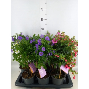 Kuipplanten   ...mix        [Patio]