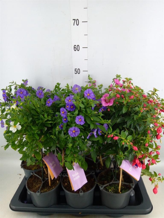 <h4>Kuipplanten   ...mix        [Patio]</h4>