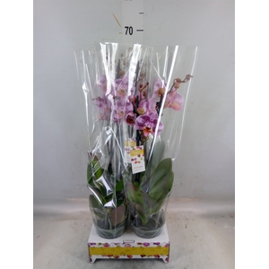 Phalaenopsis   ...