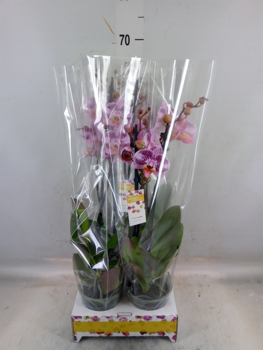 <h4>Phalaenopsis   ...</h4>