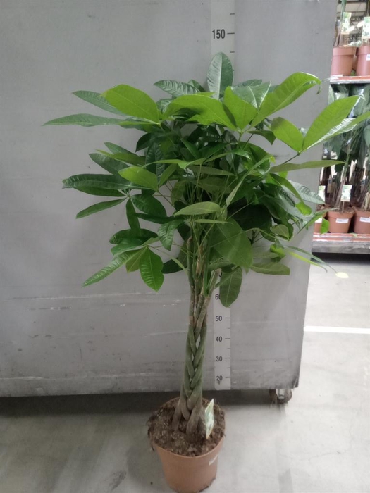 <h4>Pachira aquatica</h4>