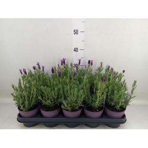 Lavandula stoec. 'Anouk'