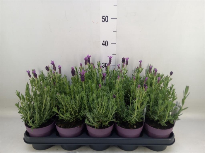 <h4>Lavandula stoec. 'Anouk'</h4>