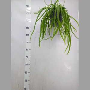 Lepismium bolivianum