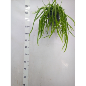 Lepismium bolivianum