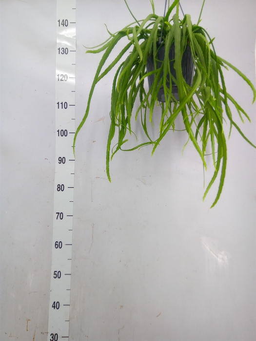 <h4>Lepismium bolivianum</h4>