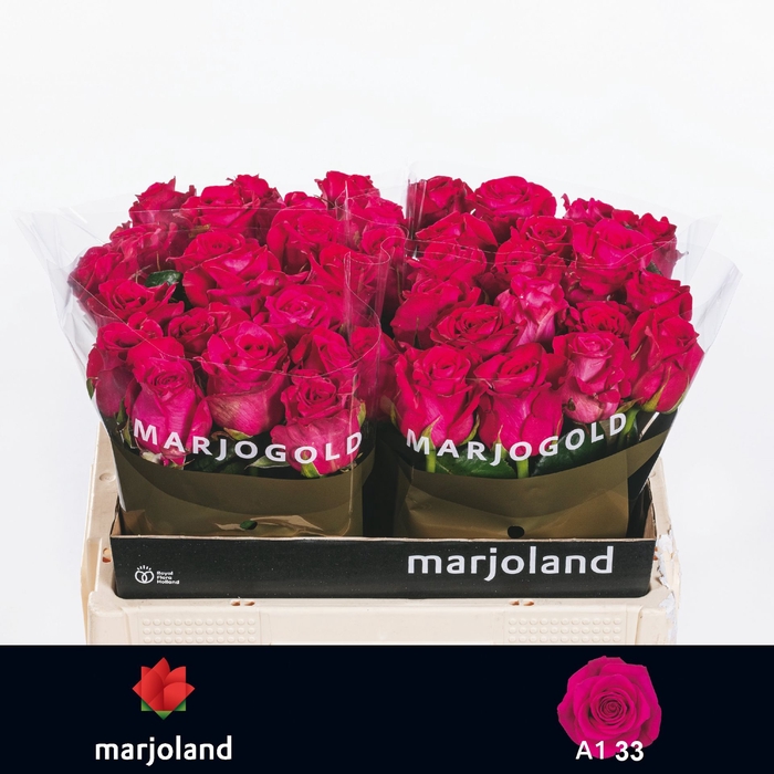<h4>R Gr Xoch Marjoland</h4>