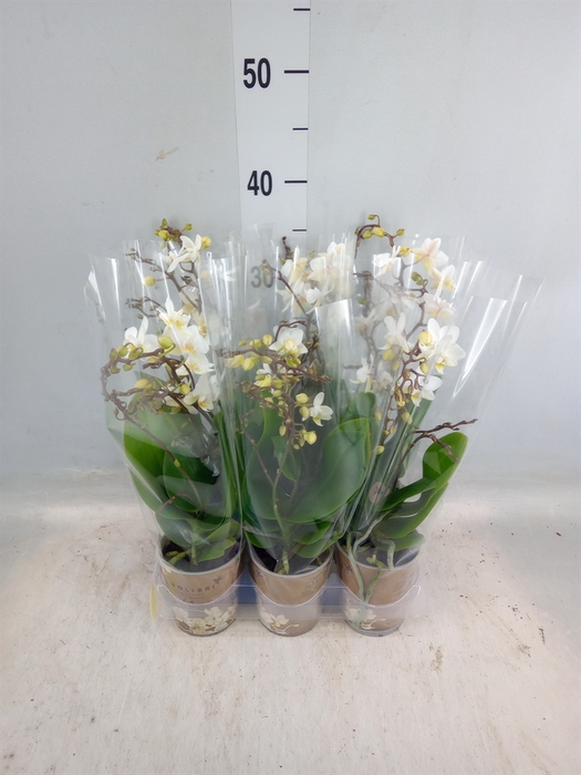 <h4>Phalaenopsis multi.   ...white</h4>