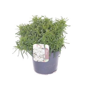 Iberis sempervirens Fischbeck