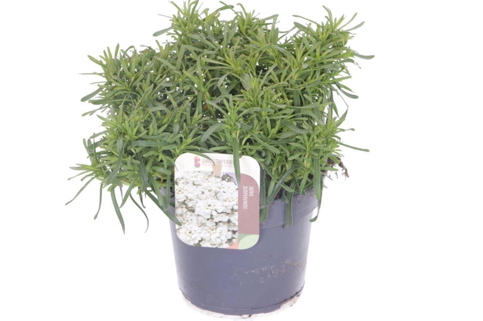 <h4>Iberis sempervirens Fischbeck</h4>