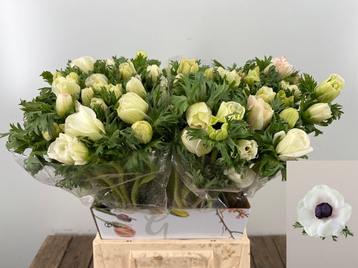 <h4>ANEM CO MAR PANDA</h4>