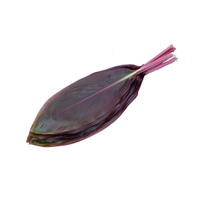 Cordyline Red