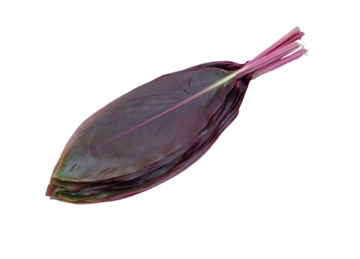 Cordyline Red