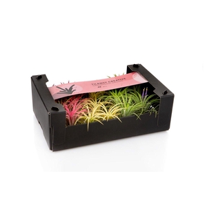 Tillandsia Ionantha Mix 3 kleuren