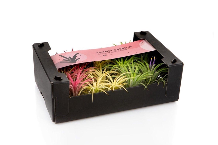 <h4>Tillandsia Ionantha Mix 3 kleuren</h4>