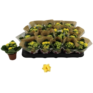 KAL GE AMARILLO YELL