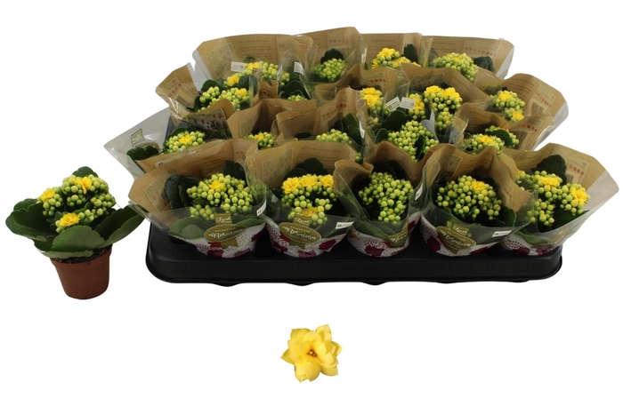 <h4>KAL GE AMARILLO YELL</h4>