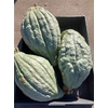 Sierfruit Cucurbita Pepo