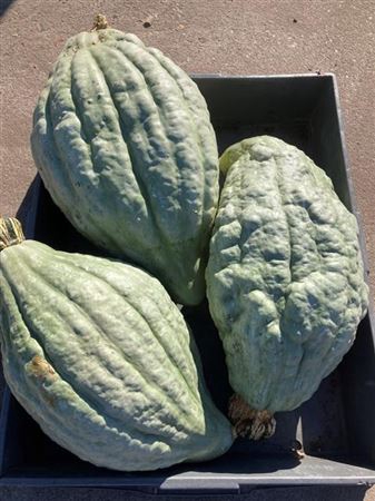 Sierfruit Cucurbita Pepo