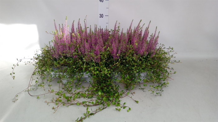 <h4>Calluna vulg.   ...lilac</h4>