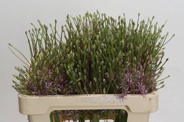 <h4>Allium Schubertii</h4>