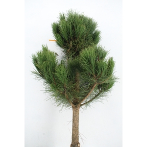 PINUS TREE 170 CM