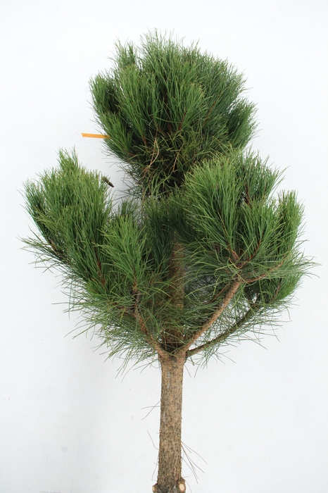 <h4>PINUS TREE 170 CM</h4>