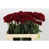 Dahlia Red Fox