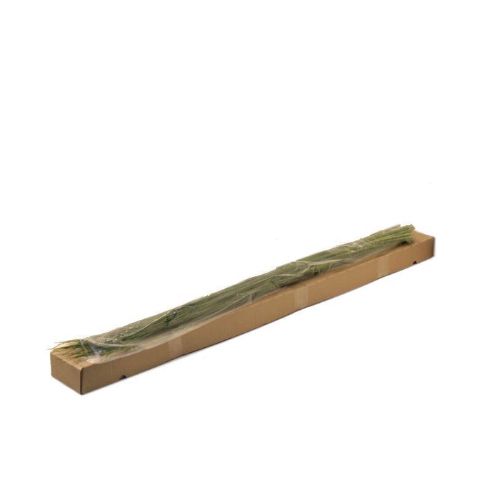 <h4>Xanthorrhoea  'Steelgrass'</h4>