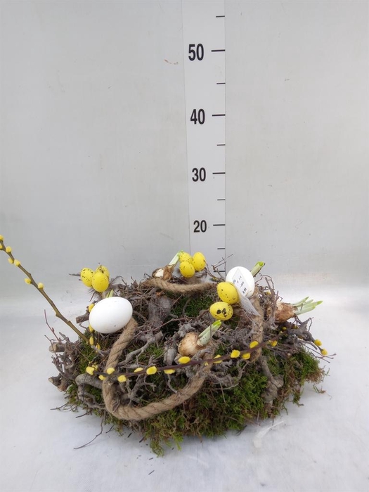 <h4>Planten  ..in schaal H%</h4>