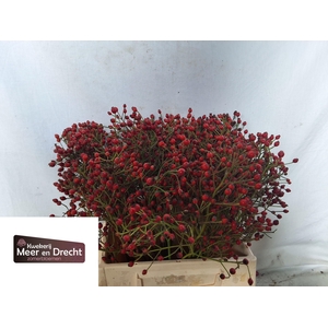 ROSA MAG RED CASCADE