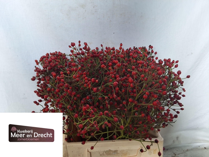 <h4>ROSA MAG RED CASCADE</h4>