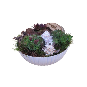 Arr.  Sempervivum L%