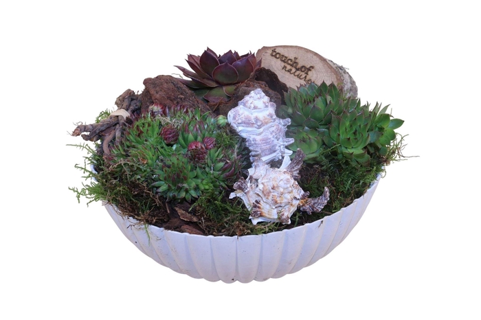 <h4>Arr. Sempervivum L%</h4>