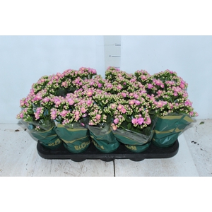 KALANCHOE DOBRADO P11 ROSA
